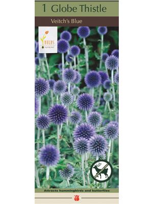 Echinops Ritro Blue 1PK