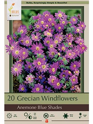 Anemone Blue Shades 20PK