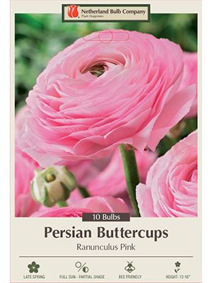 Ranunculus Pink 10PK