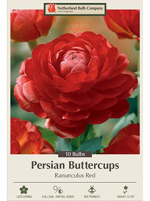 Ranunculus Red 10PK