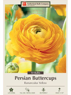 Ranunculus Yellow 10PK