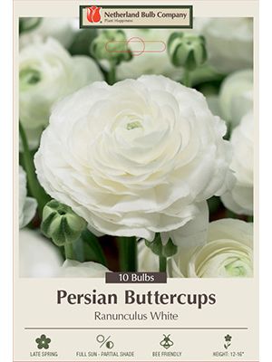 Ranunculus White 10PK