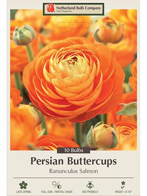 Ranunculus Salmon 10PK