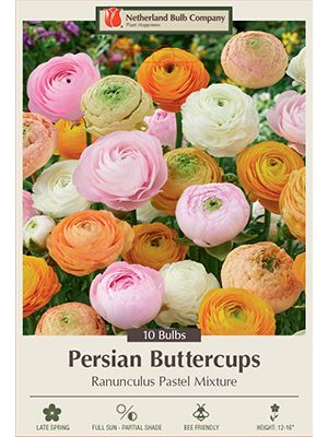 Ranunculus Pastel Mix 10PK