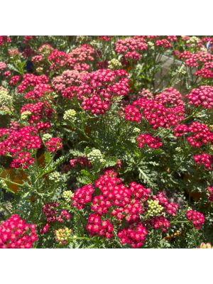 Yarrow New Vintage Red