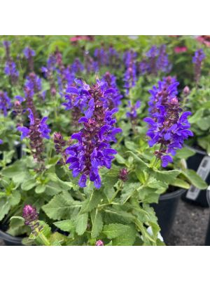 Salvia Blue Marvel