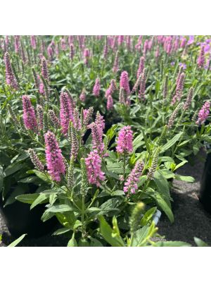 Veronica Bubblegum Candles