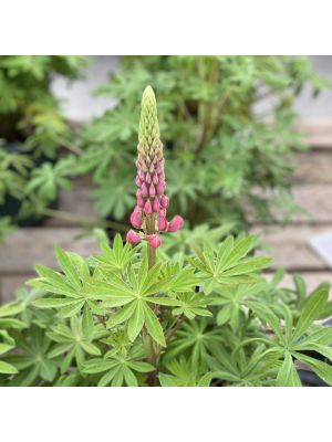 Lupine Westcountry Red Rum