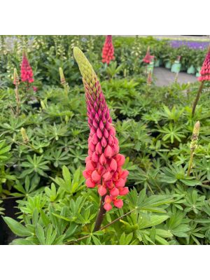 Lupine Westcountry Towering Inferno