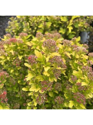 Ninebark Tiny Wine Gold