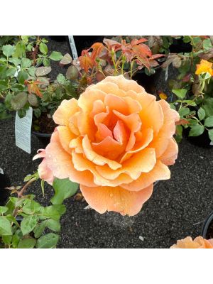 Rose Hybrid Tea Bronze Star