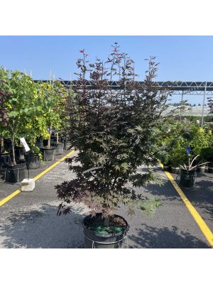 Japanese Maple Crimson Prince