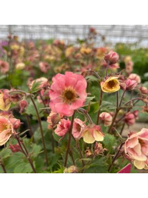 Geum Tempo Rose