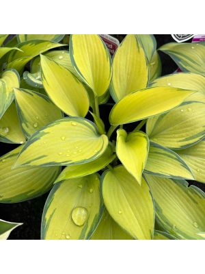 Hosta June