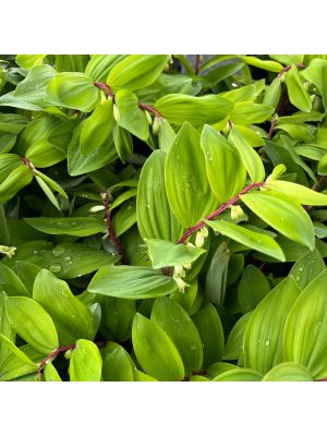 Soloman's Seal Ruby Slippers