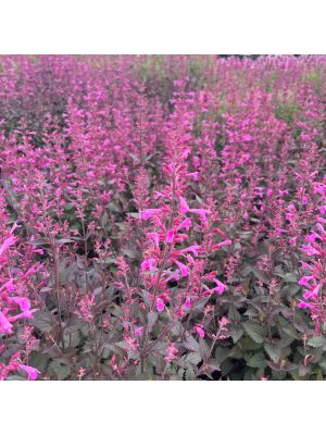 Agastache Meant to Be Royal Raspberry