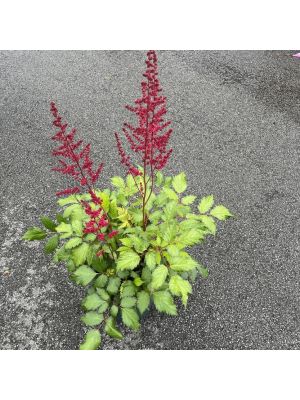 Astilbe Fanal