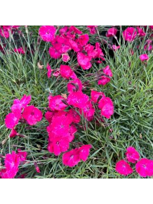 Dianthus Vivid Bright Light