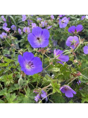 Geranium Azure Rush