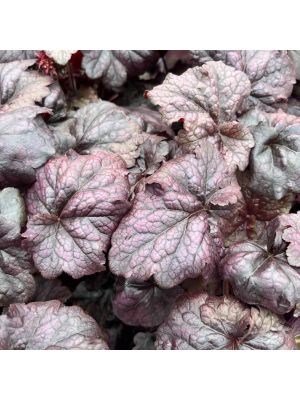 Coral Bells Grape Expectations