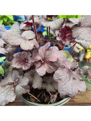 Coral Bells Obsidian