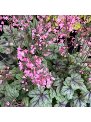 Foamy Bells Pink Fizz