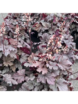 Foamy Bells Plum Cascade