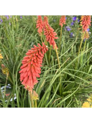 Red Hot Poker Redhot Popsicle