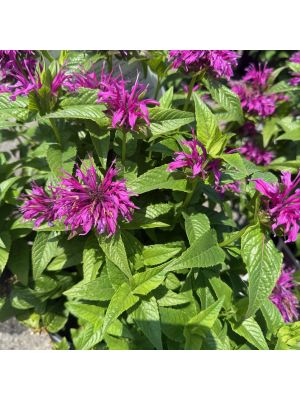 Bee Balm Electric Neon Purple