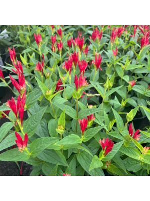 Spigelia Little Redhead