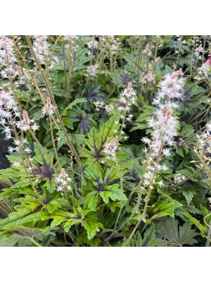 Foam Flower Cutting Edge