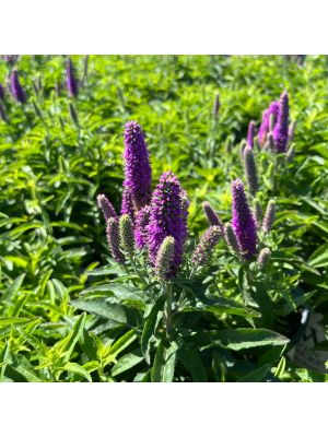 Veronica Magic Show Purple Illusion