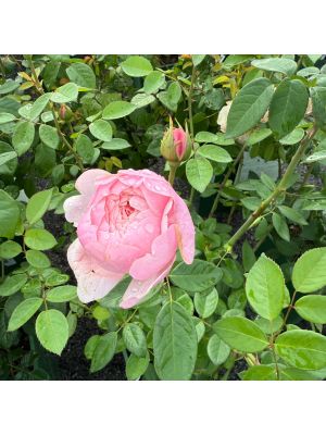 Rose DA The Alnwick Rose