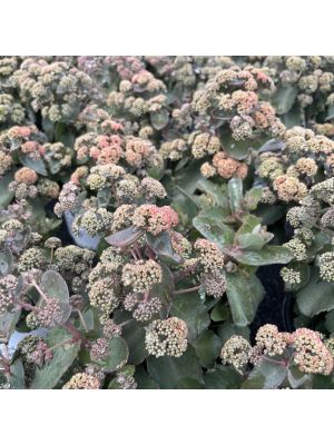 Sedum Rock 'N Grow Coraljade