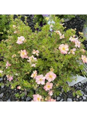 Potentilla Happy Face Hearts