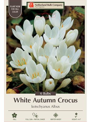 Crocus Autumn White 10PK
