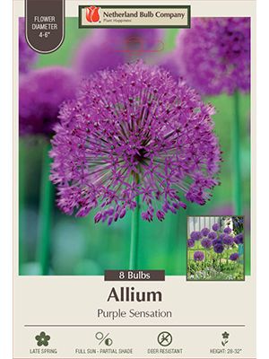 Allium Purple Sensation 8PK
