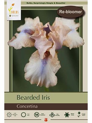 Iris Bearded Concertina