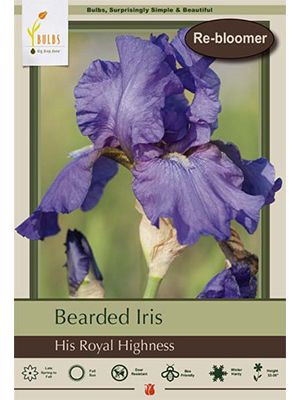 Iris Bearded His Royal Highness