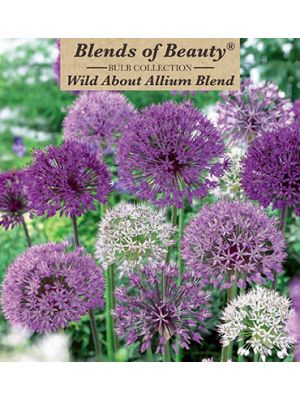 Allium Wild About Blend