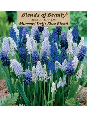 Muscari Delft Blue 40PK