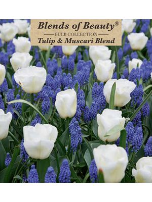 Tulip Muscari Blend 36PK