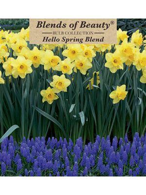 Hello Spring Blend 30PK