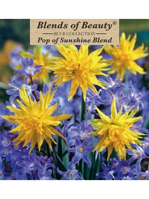 Pop of Sunshine Blend 30PK