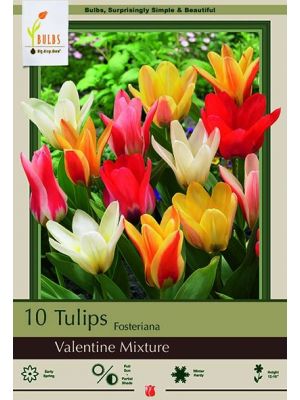 Tulip Valentines Mix 7PK