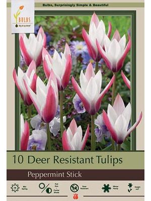 Tulip Peppermint Stick 15PK