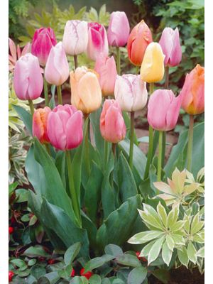 Tulip Easter Joy Mix 7PK