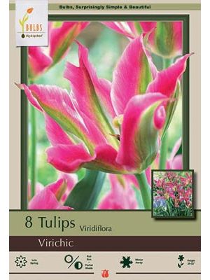 Tulip Virichic 7PK