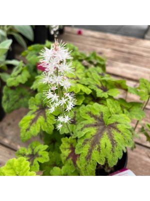 Foamflower Fingerpaint