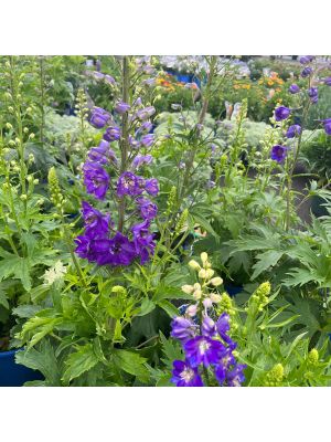 Delphinium Magic Fountains Dark Blue
